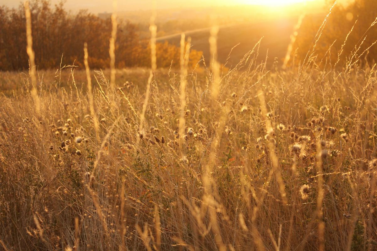 Prairie grasses at sunset. 