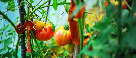 tomato plants