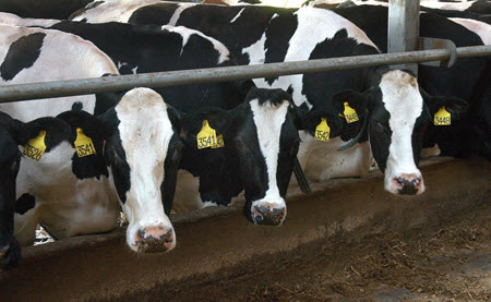 cows eating